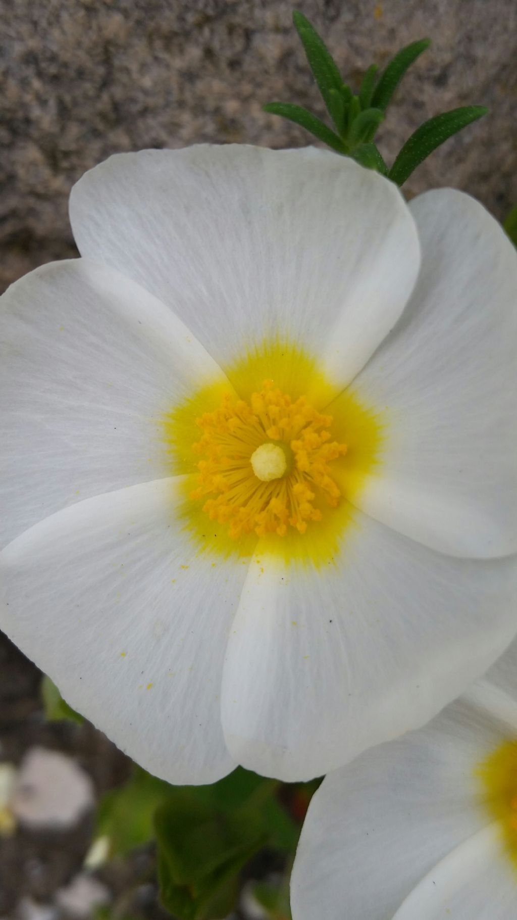 Cistus salviifolius L. (Cistaceae)